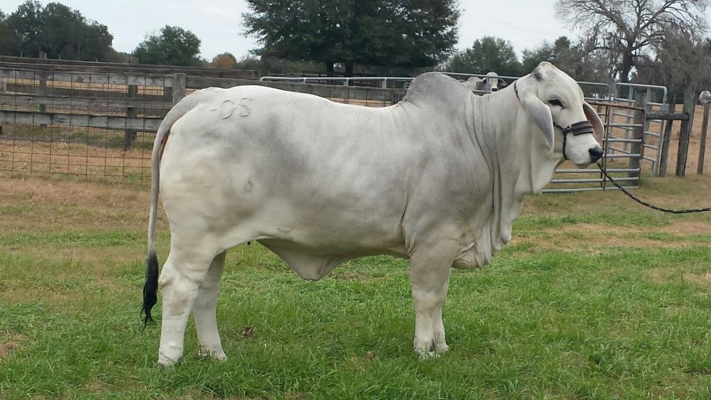 Recent Wins for GS MS ESSENCE OF SUG MANSO 406 | Ford Farms Brahmans